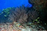 Antipathes dichotoma Maldives Kudarah Thila-25m-20240425-DA-DSC_6958_tn